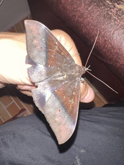 Ischyja