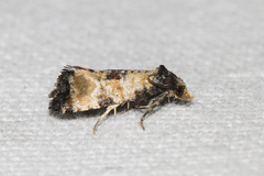 Neocochylis dubitana