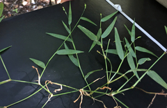 Urochloa chusqueoides