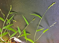 Urochloa chusqueoides