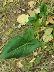 Arum italicum