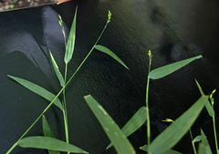 Urochloa chusqueoides