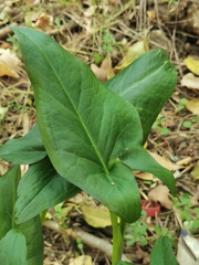 Arum italicum
