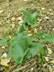 Arum italicum