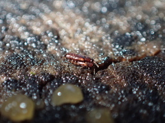 Staphylinidae