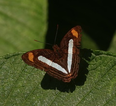 Adelpha iphiclus iphiclus