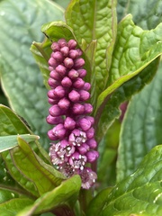 Phytolacca bogotensis