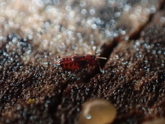 Staphylinidae