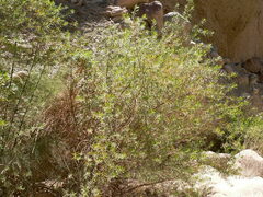 Escallonia angustifolia