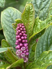 Phytolacca bogotensis