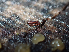 Staphylinidae