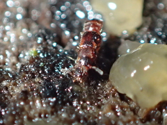 Staphylinidae