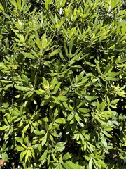 Zelus longipes