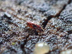 Staphylinidae