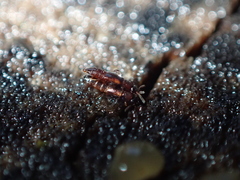Staphylinidae