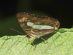 Adelpha iphiclus iphiclus