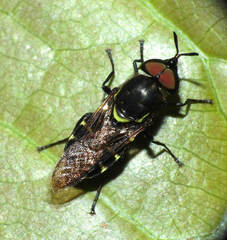 Stratiomyini