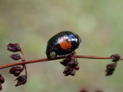 Harmonia axyridis