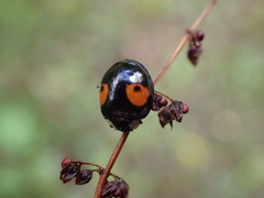 Harmonia axyridis