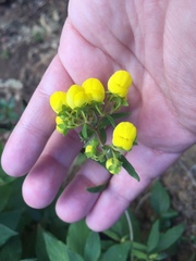 Calceolaria