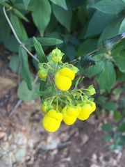 Calceolaria