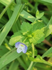 Veronica persica