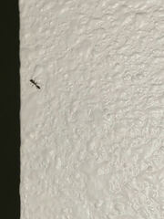 Pseudomyrmex ejectus