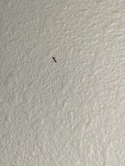 Pseudomyrmex ejectus