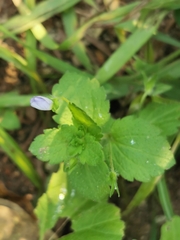 Veronica persica