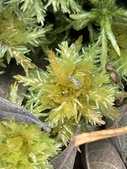 Sphagnum squarrosum