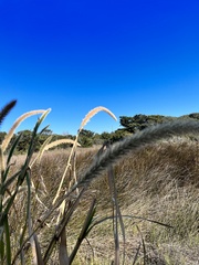 Setaria magna