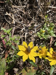 Poecilanthrax lucifer