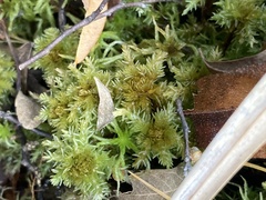 Sphagnum squarrosum