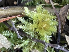 Sphagnum squarrosum