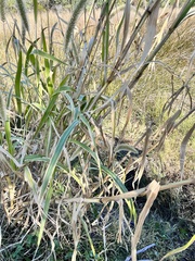 Setaria magna
