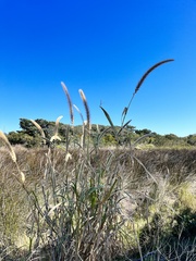Setaria magna