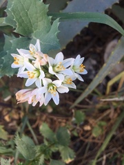 Allium neapolitanum