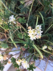 Allium neapolitanum