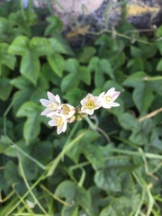 Allium neapolitanum