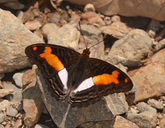 Adelpha jordani