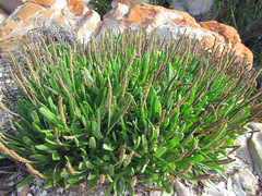 Plantago carnosa