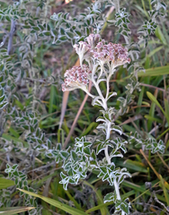 Plecostachys serpyllifolia