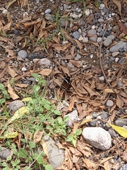 Anartia fatima colima