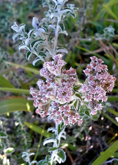 Plecostachys serpyllifolia