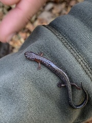 Plethodon richmondi