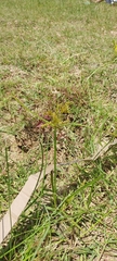Cyperus iria