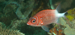 Sargocentron caudimaculatum