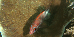 Sargocentron caudimaculatum