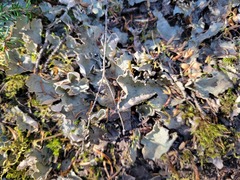 Peltigera leucophlebia