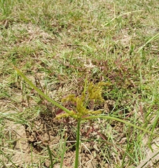 Cyperus iria